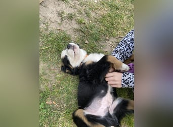 Sehr Liebe Hunde Appenzeller Sennen