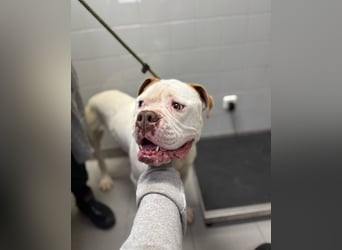 Casper sucht sein Für-immer-Zuhause oder Pflegestelle
