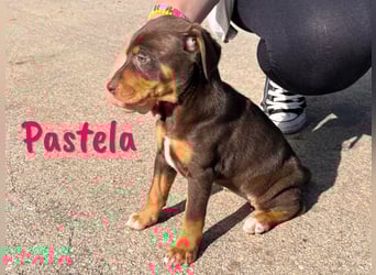 Pastela 12/2024 (ESP) - verspielte, kleine Bodeguero-Pinscher-Mix Welpin!