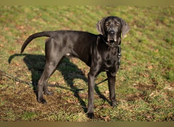 Joe Fritz - aktiver Familienhund - Tierhilfe Franken e.V.