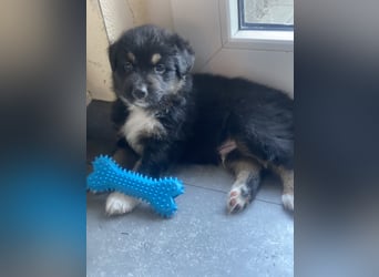 Supersüsse Australian Shepherd Welpen