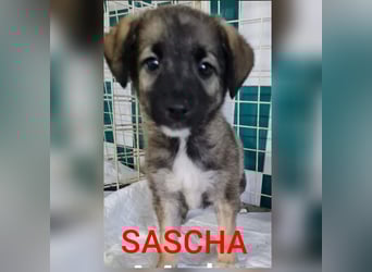Sascha  3 ¾ jähriger Bub, SH ca. mittelgroß, verspielt, sozial, menschenbezogen, lieb