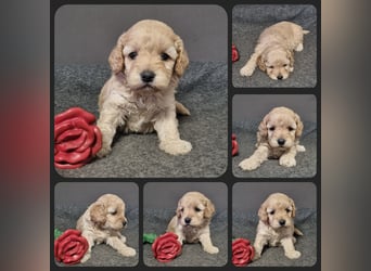 Cockapoo ! Bezaubernde Welpen aus langjähriger, bewährter u. überprüfter Haus/Familienaufzucht.