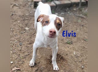 Elvis 12/2024 (ESP) - lustiger, verspielter und sozialer Bodeguero-Mix Welpe!