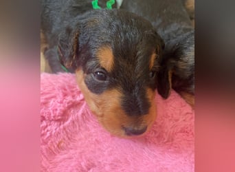 Typvolle Airedale Terrier Welpen aus Leistungszucht VDH/KfT