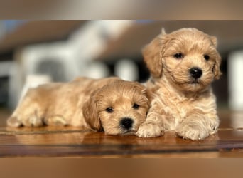 Rarität. Echte Teddybär Maltipoo Welpen in tollem Apricot abzugeben. Malteser/Pudel