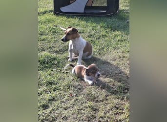Jack Russell Hündin Welpe 3-Farbig zu verkaufen