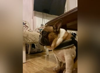Coco - erwachsener French Bully Rüde