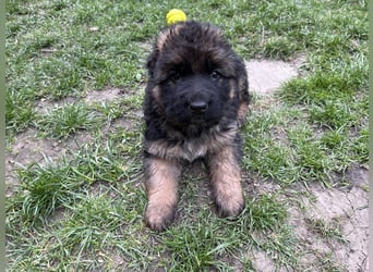Deutsche Schäferhunde Langstockhaar