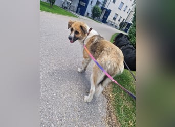 BENJI (*2024) auf Pflegestelle in 86989 Steingarten