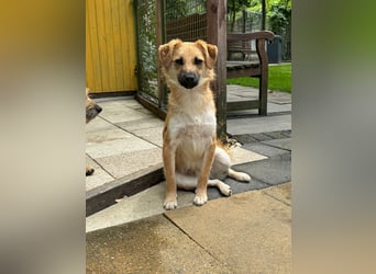 ♥PEPITO♥ neu auf Pflegestelle bei Köln - niedlicher, verspielter, fröhlicher Jungspund 46cm