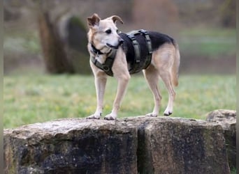 Rinky - sanfter Herzenshund sucht ein Happy End