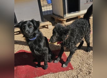Schäferhund-Mix Leo sucht seine Familie ❤️