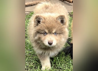 Zauberhafte Pomsky Welpen suchen ihr neues Zuhause! (ab 22.05.2025)