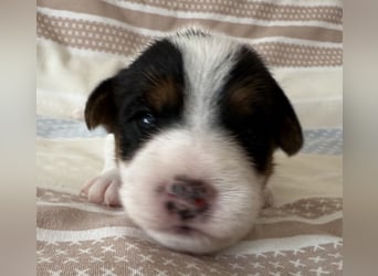 Jack Russell Terrier Welpen mit Papieren