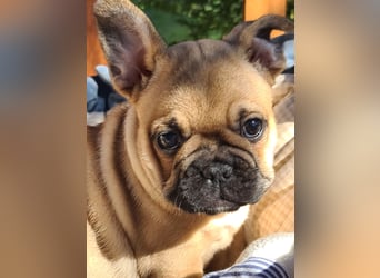 Vergnügte Frops Kinder  (Französische Bulldogge + Mops )
