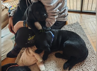Labradorwelpen suchen bestes Zuhause