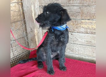 ❤️ zarter kleiner NEGRO - 6 Monate, 3cm/5,5kg - Schnauzer-Mix