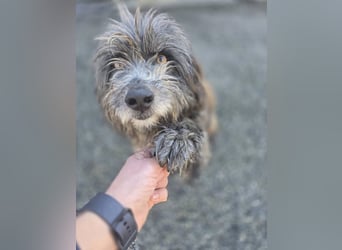 Milo, Pudel Mischling