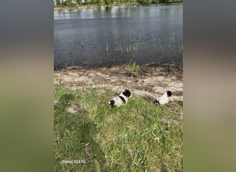 Spanische Wasserhund Welpen reinrassig