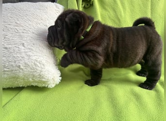 DAS HAUS MIT SHAR-PEI WELPEN - Rassehunde FCI-Profesionelle Zucht