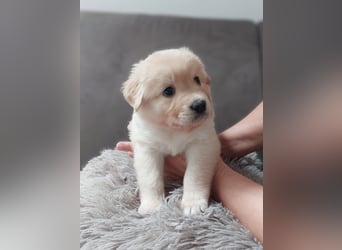 Wunderschöne Labrador-Mix Welpen