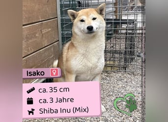 Isako