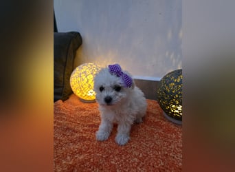 Reinrassige MALTESER Welpen suchen nach ein neues liebevolles Zuhause!