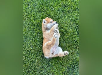 Shiba inu Welpen mit Papieren, Transport möglich!