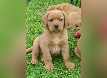 Typvolle Labrador Welpen in Foxred/Dark Foxred aus einer Top Verpaarung