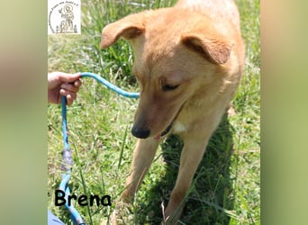 Brena - Sanftmut im weichen Fell
