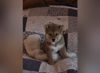 Shiba inu Welpen.   vom Haus Joe   ,Liebhaberzucht
