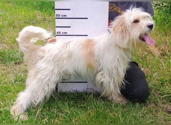 Athena 2, Tibet Terrier Mischling
