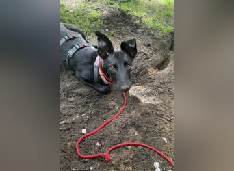 Susi sucht ihre Lieblingsmenschen (10709 Berlin)