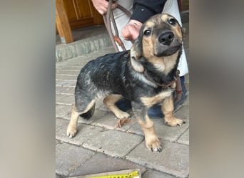 Lucy, geboren 10.12.2024, 31cm sucht ihre Menschen
