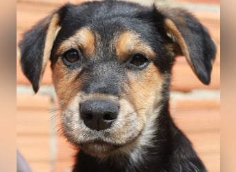 6 Hundebabys suchen ihr Glück