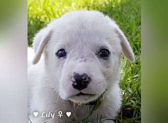 Biscuit, Casper, Pearl, Lily und Dove  suchen ihre Familie ab Oktober