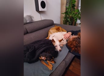 Joaozinho, Podengo-Mix, scheuer kleiner Bub