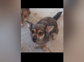 Pixie Chihuahua-Mix zuckersüße Zwerge