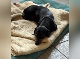 Mojo