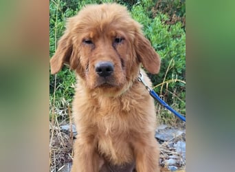 Chow-Chow-Retriever-Mix FELIX ❤️wartet in 53940 Hellenthal