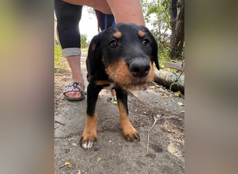 Alexa, geboren 16.03.2025, 21cm sucht ihr Zuhause