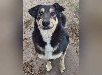 Simba, Kurzhaarcollie Mischling