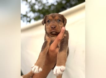 Kuma - welpentypisch aktive, verspielte Husky-Mix Hündin / z.Zt. noch in Rumänien