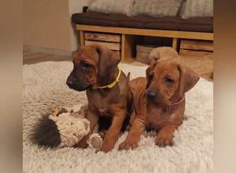 Rhodesian Ridgeback Welpen mit Papiere