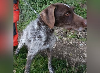 Jack - lebensfroher Drahthaarmix sucht sportliche Familie mit Herz und Hundeverstand