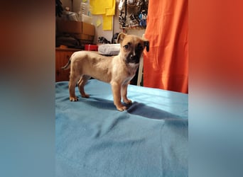 Die kleine Dorisz ist lieb und verspielt !