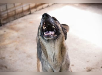 MARLEE - die aktive und verspielte Hündin freut sich auf tolle Abenteuer mit ihrer Familie