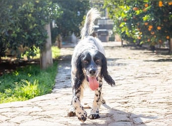 Jumel ist Liebenswürdigkeit in Hundegestalt
