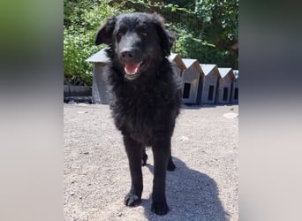 LENZI❤️unser kroat. Schäferhund-Mix-Rüde ist ein wahrer Sonnenschein!